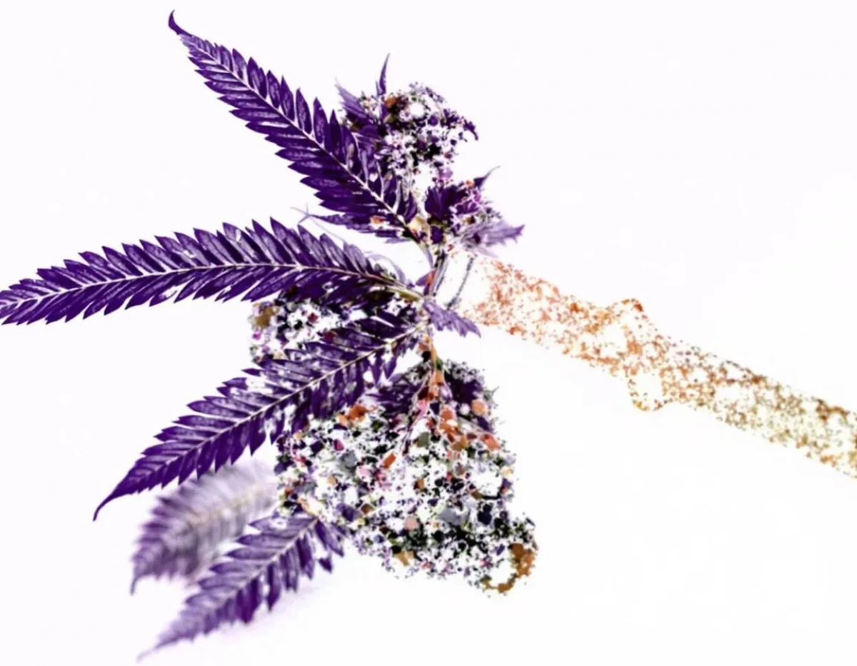 Huile CBD : Cadre légal et conformité aux normes de sécurité des produits